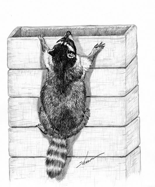 Raccoon climbing a chimney artwork